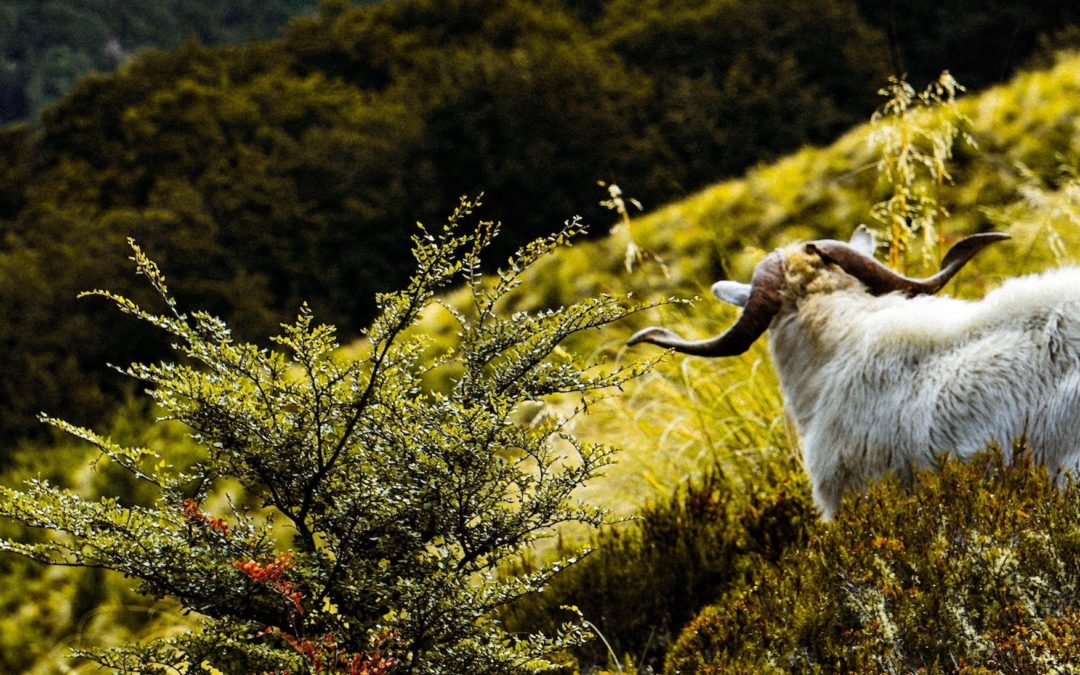 Horny Goat Weed – it’s more than you think!